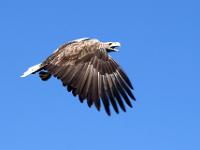 Seeadler am Himmel - Lofoten